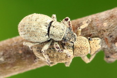 Strophosoma capitatum