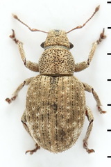 Strophosoma capitatum