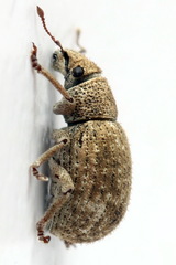 Strophosoma capitatum