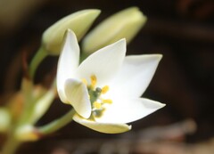 Ornithogalum