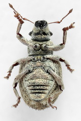 Strophosoma capitatum