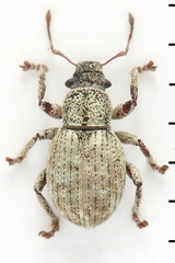 Strophosoma capitatum