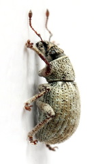 Strophosoma capitatum