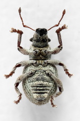 Strophosoma capitatum