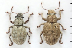 Strophosoma capitatum