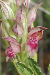 Anacamptis coriophora