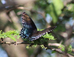 Limenitis arthemis arizonensis