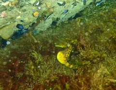 Hippocampus abdominalis