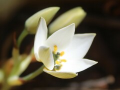 Ornithogalum