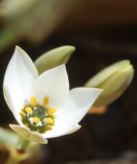 Ornithogalum