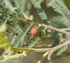 Austroacacidiplosis botrycephalae