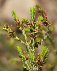 Passerina obtusifolia