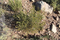 Passerina obtusifolia