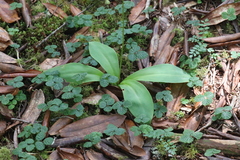 Clintonia udensis