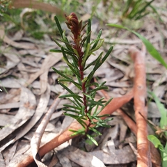 Dillwynia sericea