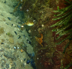 Hippocampus abdominalis