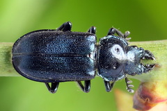Platycerus caraboides