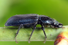 Platycerus caraboides