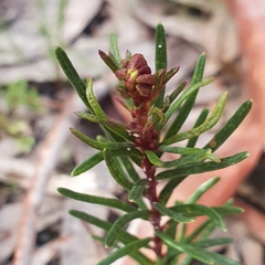 Dillwynia sericea