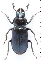 Platycerus caraboides