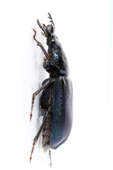 Platycerus caraboides