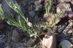 Polygala affinis