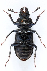 Platycerus caraboides