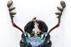 Platycerus caraboides