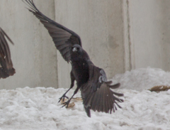 Corvus corone orientalis