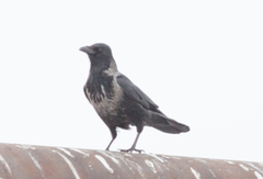 Corvus cornix × corone