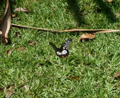 Papilio anactus