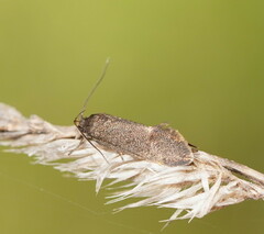 Leistomorpha brontoscopa