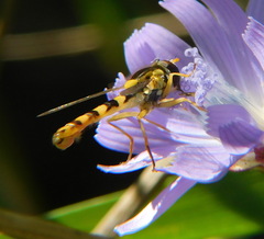 Sphaerophoria scripta