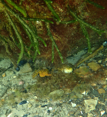 Hippocampus abdominalis