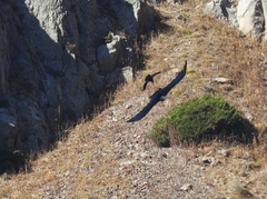 Gypaetus barbatus barbatus