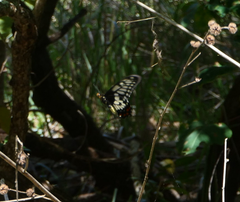 Papilio anactus