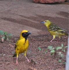 Ploceus cucullatus spilonotus