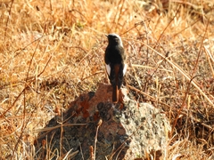 Phoenicurus erythrogastrus