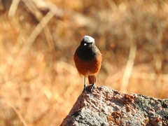 Phoenicurus erythrogastrus