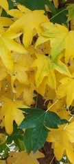 Liquidambar styraciflua
