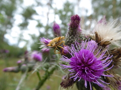 Carpocoris fuscispinus