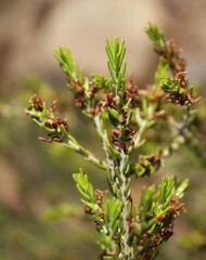 Passerina obtusifolia