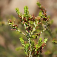 Passerina obtusifolia
