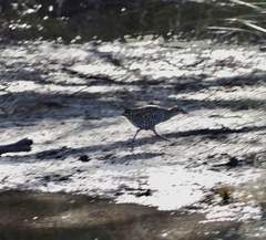 Gallirallus philippensis