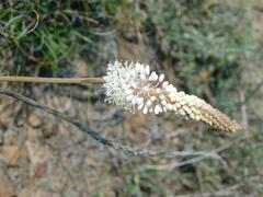 Bulbinella cauda-felis