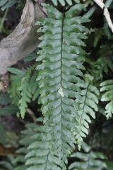 Hymenasplenium pubirhizoma