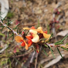 Dillwynia sericea