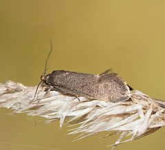 Leistomorpha brontoscopa