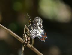 Papilio anactus