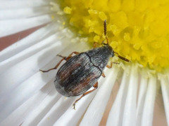 Acanthoscelidina